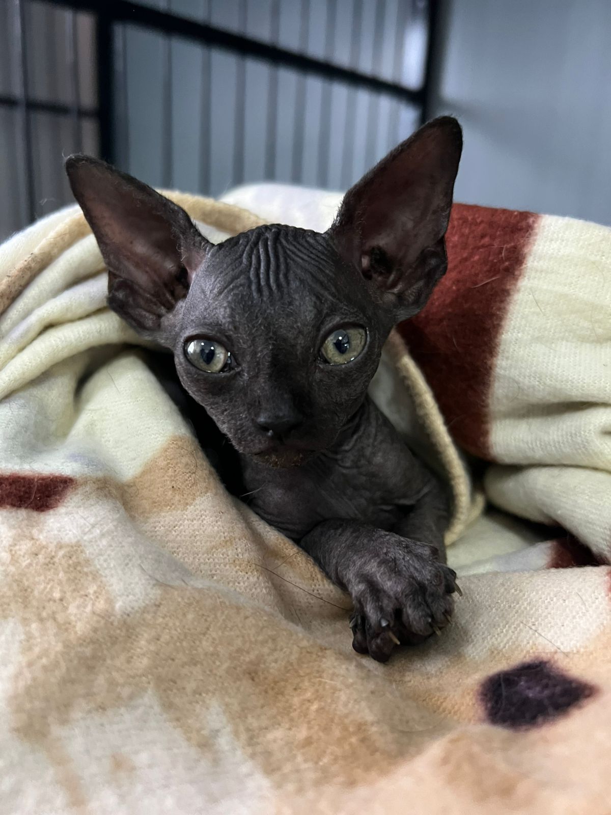 Paciente en Buddy Centro Veterinario
