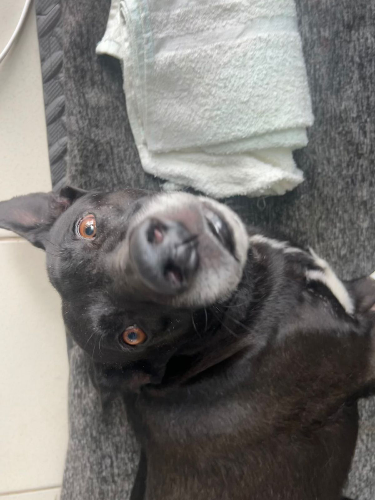 Atención veterinaria especializada