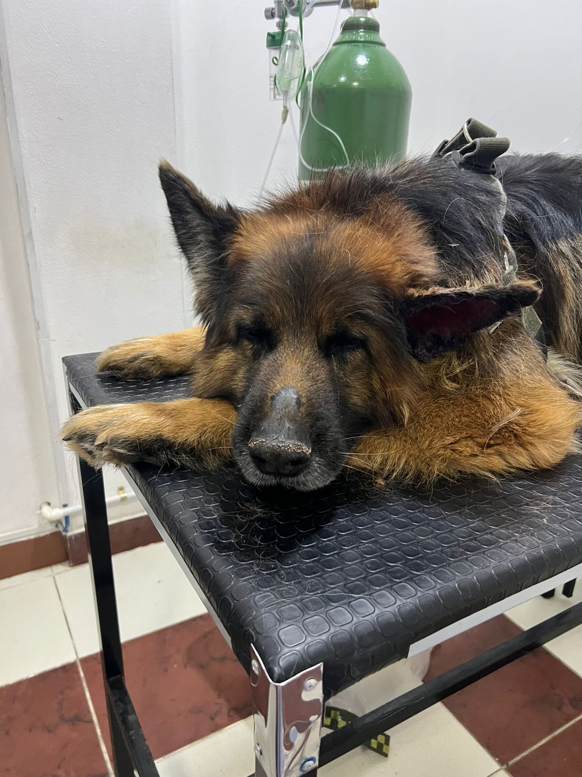 Mascota feliz en consulta