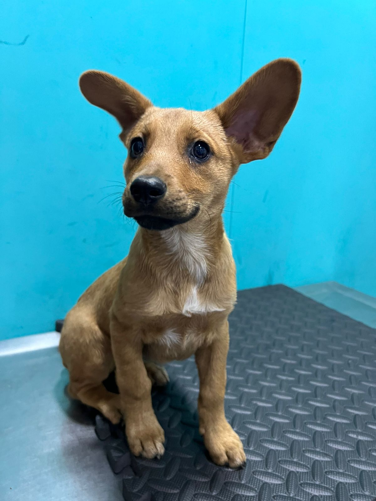 Amor por las mascotas