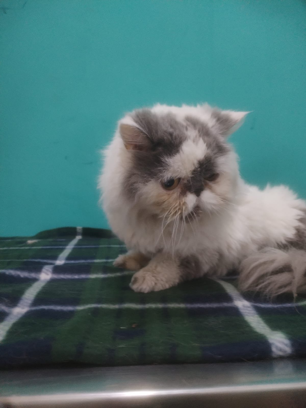 Gato persa